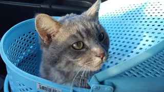 Рязанцы собирают деньги на лечение подстреленному коту