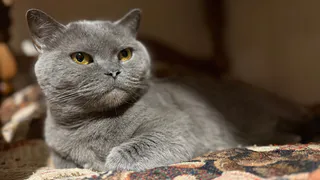 8 проступков, которые кошка прощает хозяину только от большой любви: а мы это допускаем каждый день