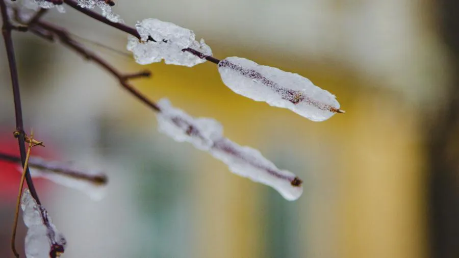 Погода недели: декабрь выйдет в плюс