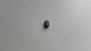 В Коми 63 человека заразились вирусами, передающимися клещами