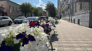 Клумбы Нижнекамска украсят 16 видов цветов