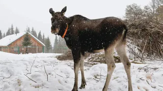 Коми получила 30 миллионов на спасение уникальной лосиной фермы