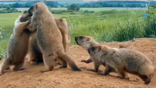 Глава Чувашии показал, как резвятся сурки, попавшие в кадр видеоловушки