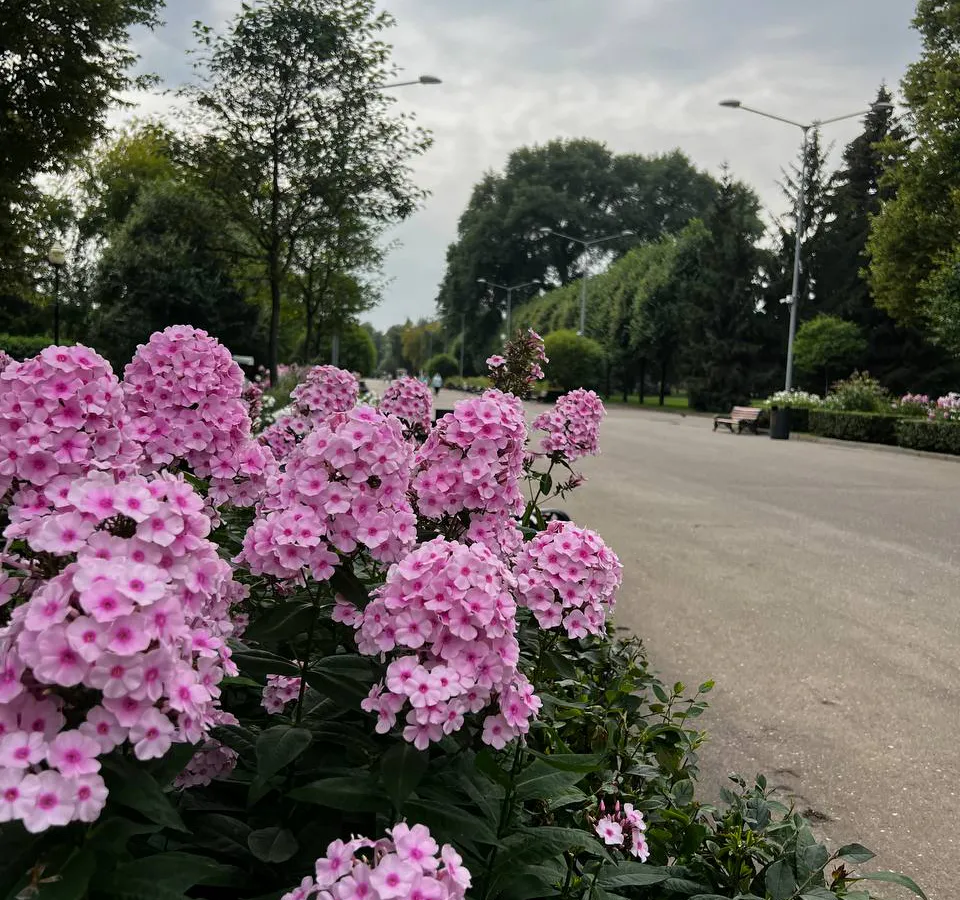 "Посадил и не паришься": 5 шикарных растений украсят любой участок — мечта ленивых садоводов, рассказал эксперт