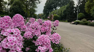 Незаменимый помощник в саду: такое средство спасёт ваши растения от жары