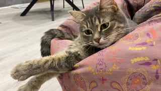 Зоопсихолог Соннова рассказала, какое первое животное лучше завести ребенку в рязанской семье