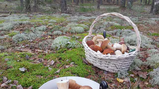 Почему в СССР этот гриб был под запретом: он смертельно опасен и разрушает органы. А сейчас мы едим его постоянно 