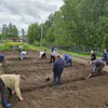 Школы и детсады Коми стали участниками конкурса «Картофельный БУМ!»
