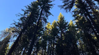 В Чувашии восстановлено 200 гектаров леса