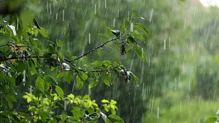 29 июля в Рязанской области ожидается дождь, гроза и +27