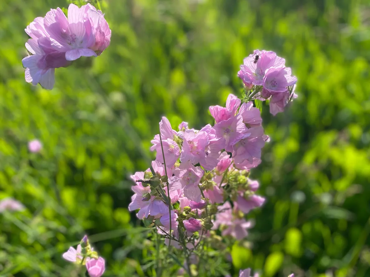 Гороскоп на 2 июля предупреждает о рабочих сложностях и сулит романтические приключения