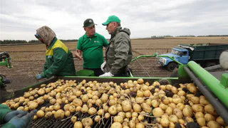 Коми оказалась полностью обеспечена собственным картофелем