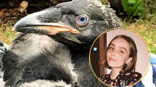 “Сначала я буду его мамой, потом парой”: рязанка завела себе ворона