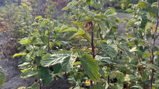 Урожай поразит даже опытного садовода: этот сорт малины гарантировано дает плоды до самых заморозков - только и успевай ягоды собирать

