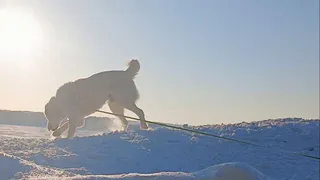 «Давайте проводим этот холод»: Минниханов выложил фото прогулки с Акдусом