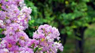 Как добиться роскошного цветения гортензии: весенние советы по подкормке