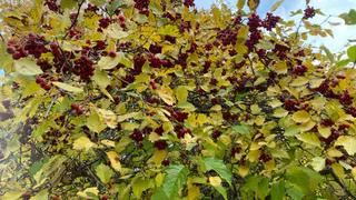 Погода 7 октября удивит контрастами: и дождь, и заморозки, и сухость, и тепло