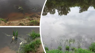 Во Владимирской области продолжает гибнуть рыба