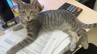 Глава Коми лично доставил котенка погибшего участника СВО его матери