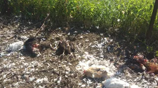 Опасная Рязань: в Борках бродячие собаки загрызли 70 кур