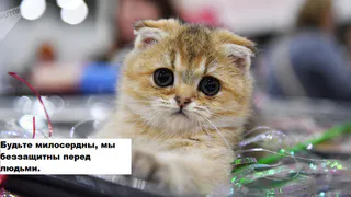 Вознаграждение в 12 тысяч рублей за информацию о живодере