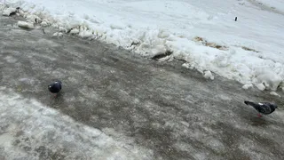 Гололёда больше не боюсь: посыпаю подошву порошком — иду по льду, как по паркету