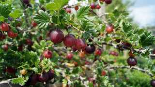 Не компост и не навоз: вот чем полить крыжовник – ягодами завалит с ног до головы