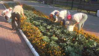 В одном из городов Коми на цветники потратят 8,5 миллионов рублей