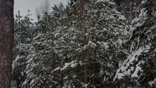 4 декабря в Рязанской области ожидается снег и до -5