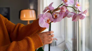 Во Владимире осудили рецидивиста-романтика, укравшего цветы для своей возлюбленной