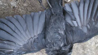 Соцсети: в Рязани птицы мрут на лету