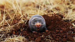 Эффективные методы борьбы с кротами: чеснок и скипидар