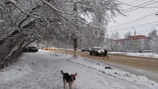 Рязанка рассказала, где обитает стая агрессивных собак