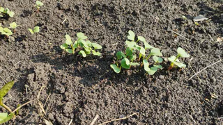 Жменька в бороздку — и корнеплоды прут как на дрожжах: редис вырастает размером с репу и бьёт все рекорды урожая