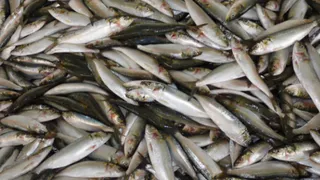 Названа самая полезная рыба - ешьте 2 раза в неделю, богата селеном, фосфором и хороша на вкус