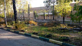 Администрация объяснила, почему срубили деревья у школы №55