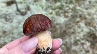 Ученые объявили самый полезный гриб. Не шампиньоны, не белые и в разы полезнее лисичек