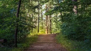 В лес нельзя будет ходить до 12 июня: срочное предупреждение