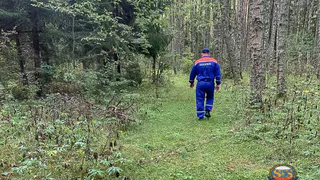 Спасатели и полиция выезжали на поиски пропавших грибников под Камешковом