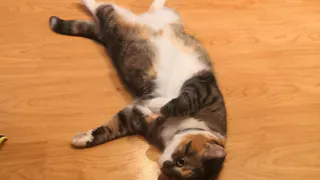 Компания предложила работу мечты для... кошки