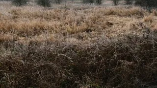 Во Владимирской области обнаружено запущенное поле в 387 гектаров