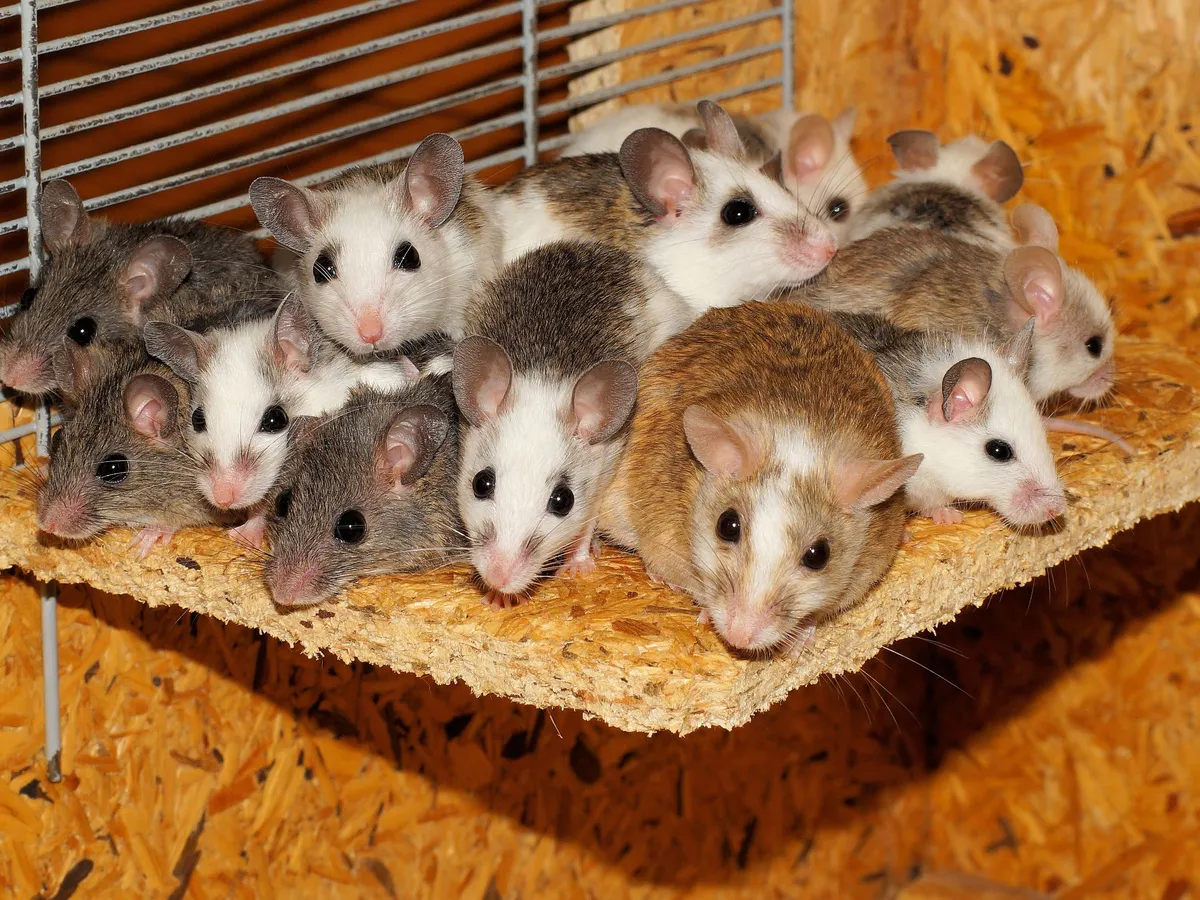 «Больше ни одна мышь не сунется»: проверенный годами способ, который действительно отпугивает грызунов