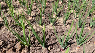 Получаю лук размером с кулак благодаря дедовскому способу: 7 правил посадки в мае гарантируют отборный урожай