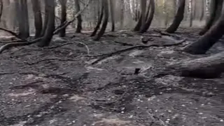 Пожар причинил серьезный ущерб знаменитому «пьяному» лесу в Рязанской области