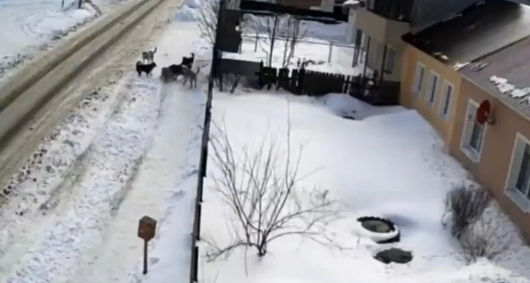 В Пензе стая бродячих собак разодрала кошку