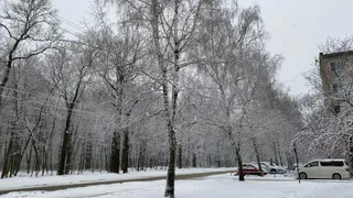 В Центральном парке г. Рязани стартовала вырубка американского клена