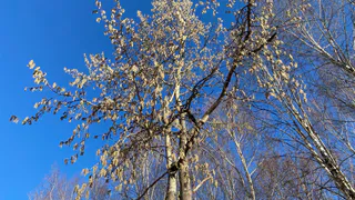 15 апреля разные районы Коми ожидают и зимний холод, и весеннее тепло