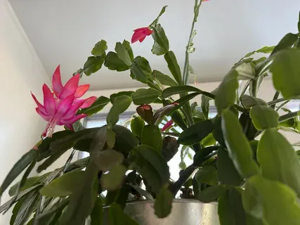 Декабрист стал даже краше, чем на картинке: 3 простых хитрости, и цветок вы свой не узнаете