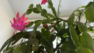 Декабрист стал даже краше, чем на картинке: 3 простых хитрости, и цветок вы свой не узнаете