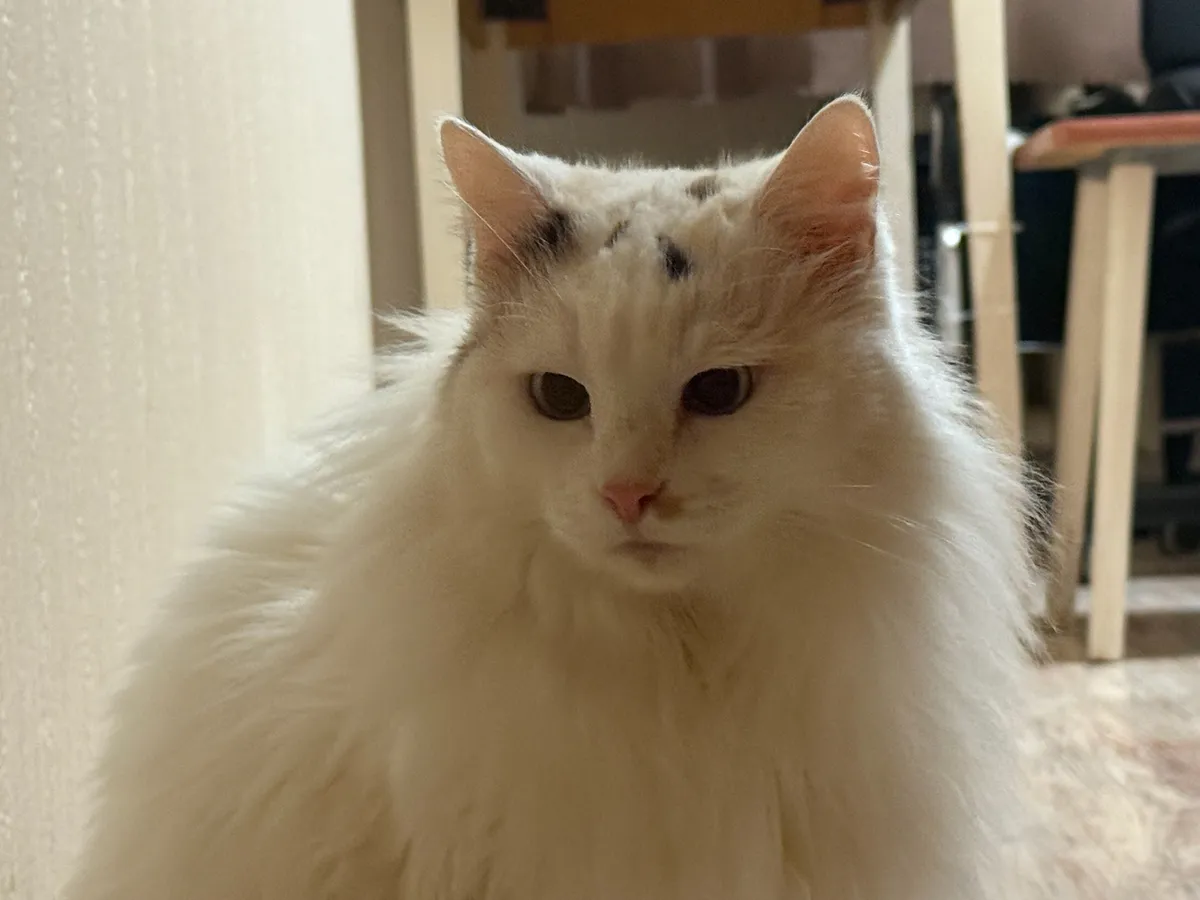 Благодарны ли уличные коты за то, что их забрали домой - запомните раз и на всю жизнь